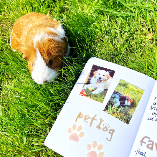Creating A Pet Journal